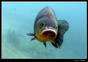 Tench - natural light by Daniel Strub 